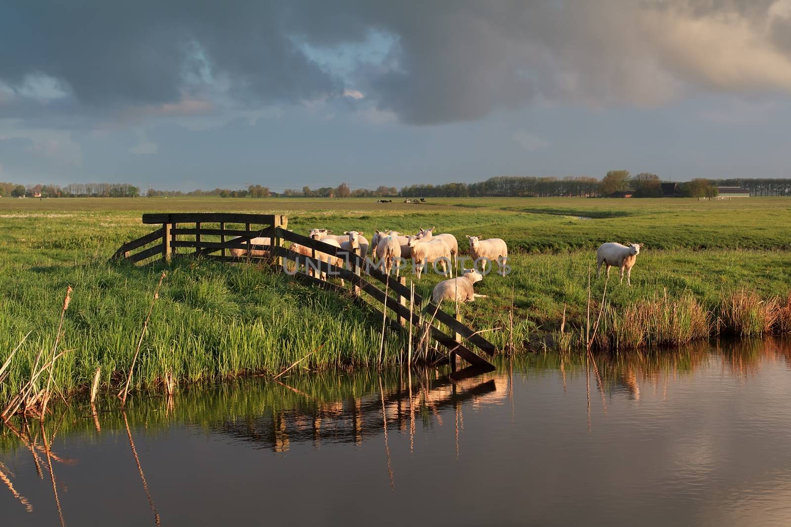 sheep herd on pasture by river, Holland