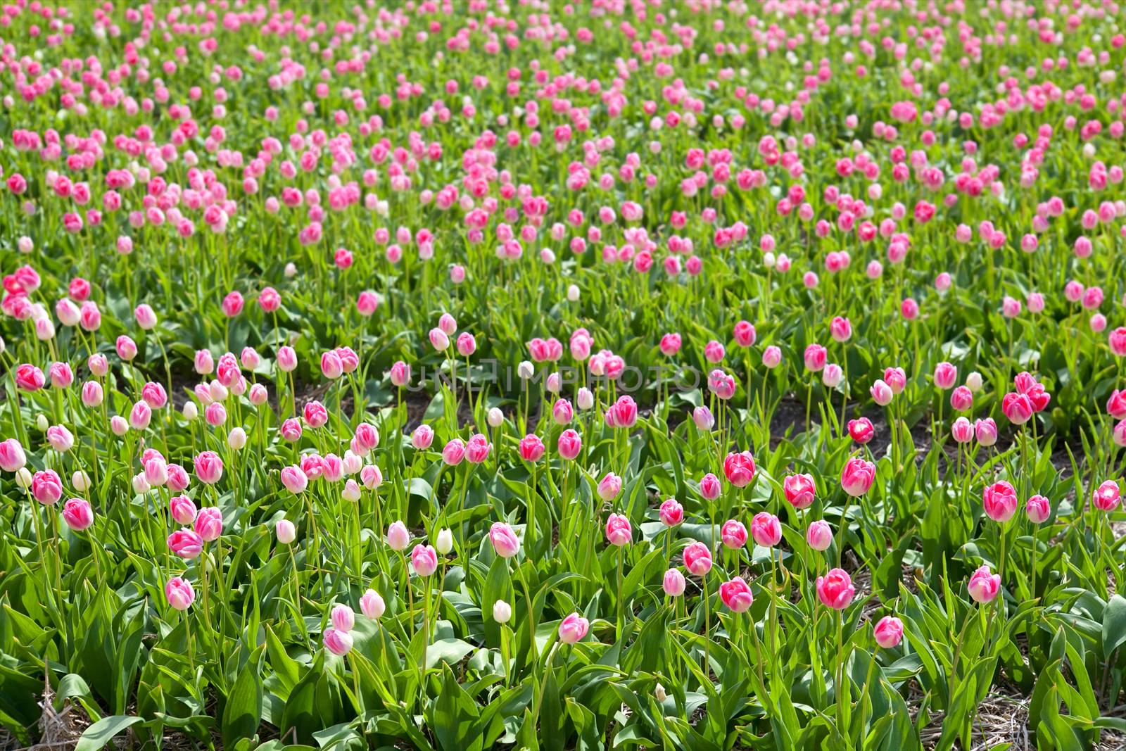 pink tulips field in sunny day by catolla