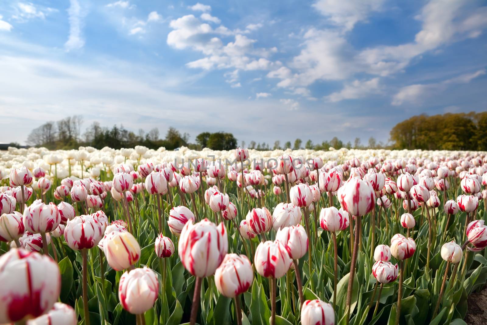 Dutch white and red tulips in sunshine by catolla