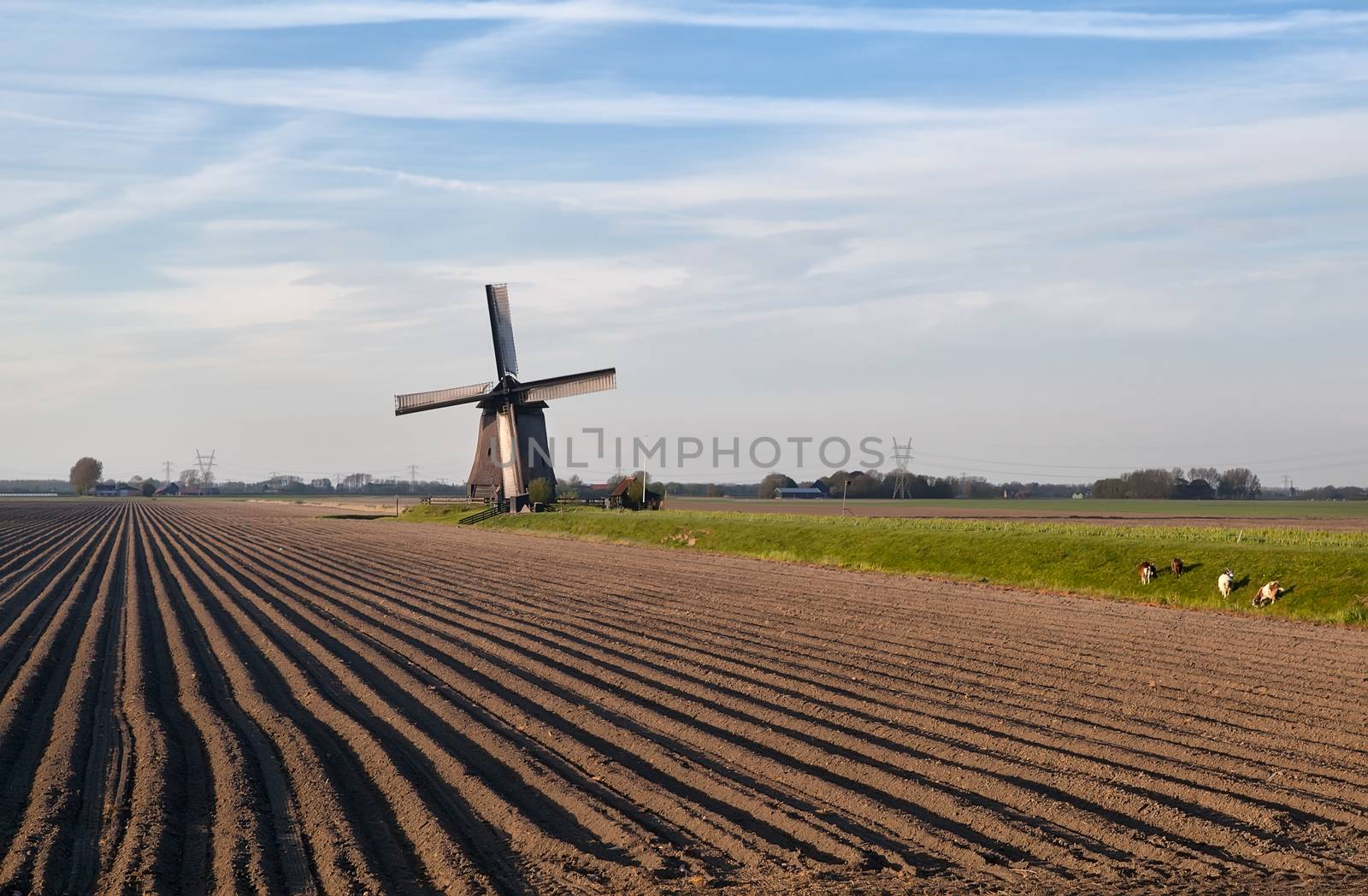 Dutch windmill by plowed field by catolla