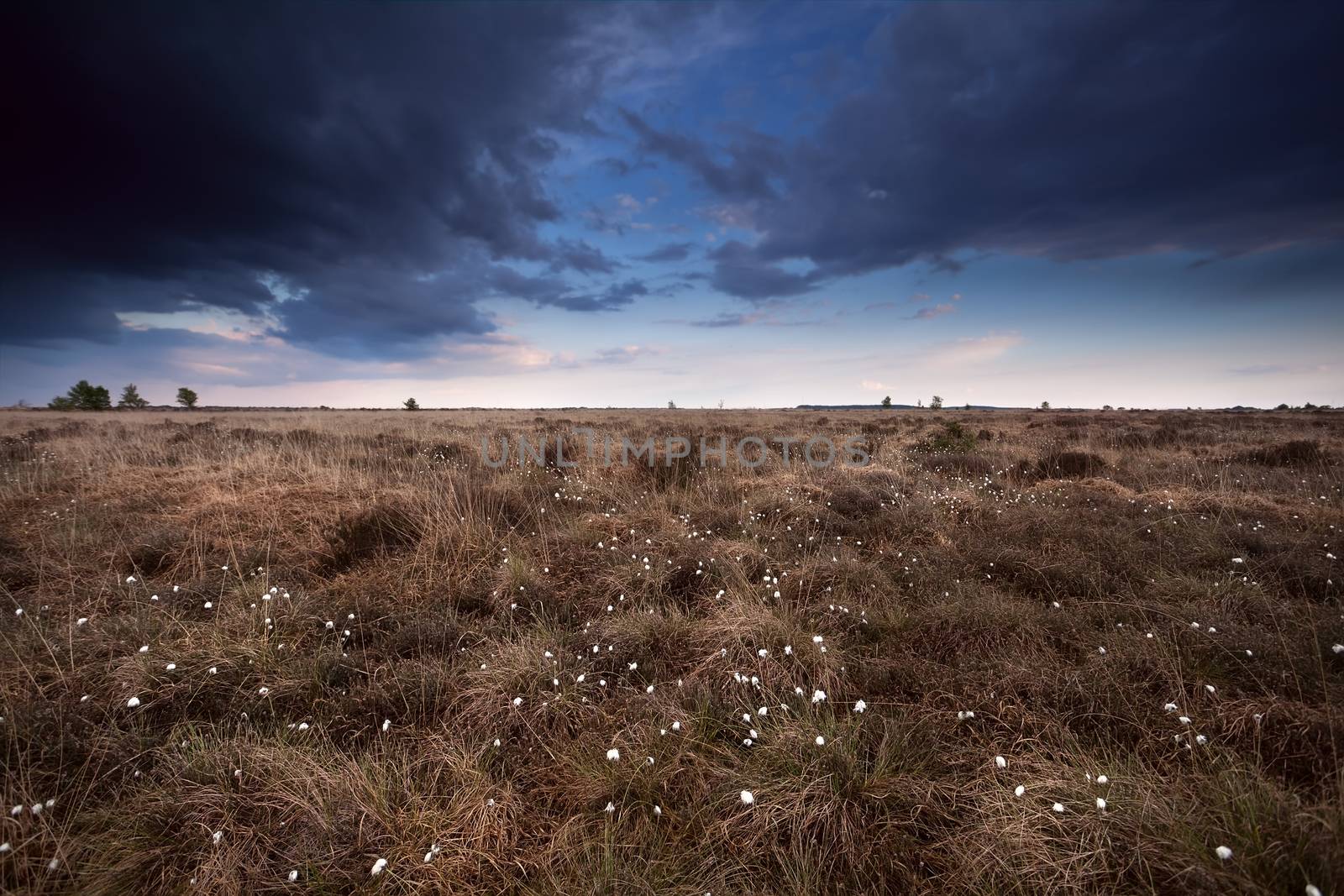 clouded sky over marsh with cotton-grass, Drenthe, Netherlands