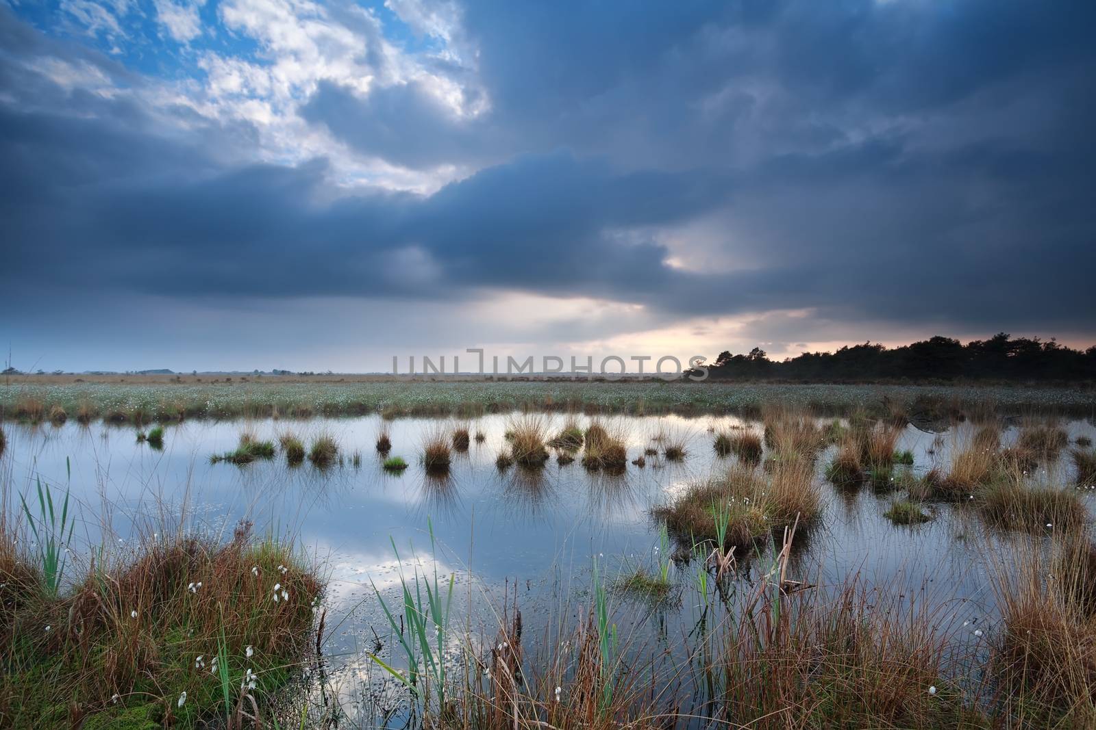 rainy sky over swamp in summer, Drenthe, Netherlands