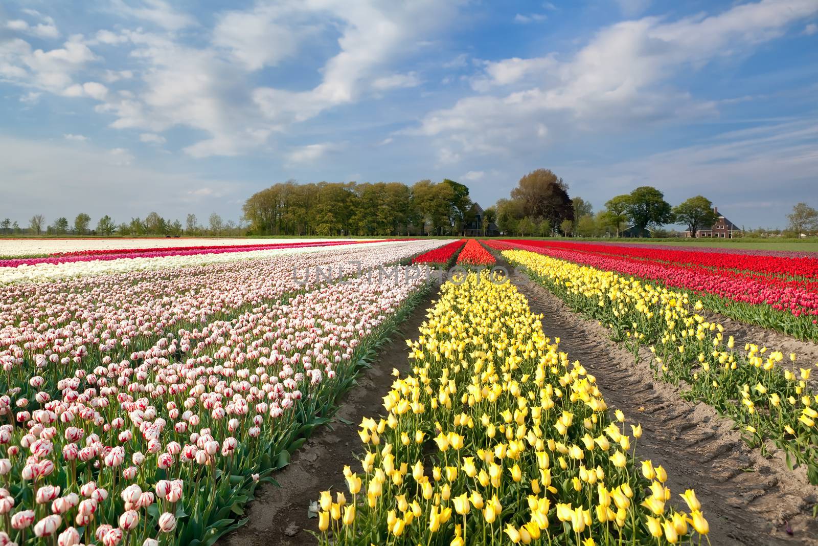 colorful tulip field in Holland by catolla