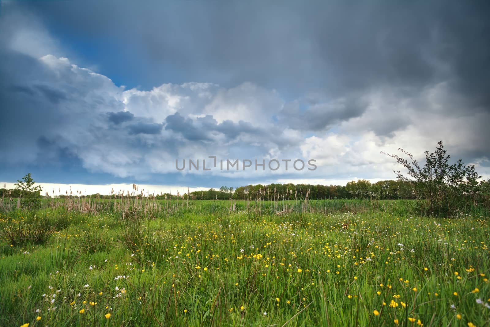 stormy clouded sky over flowering marsh, Drenthe, Netherlands