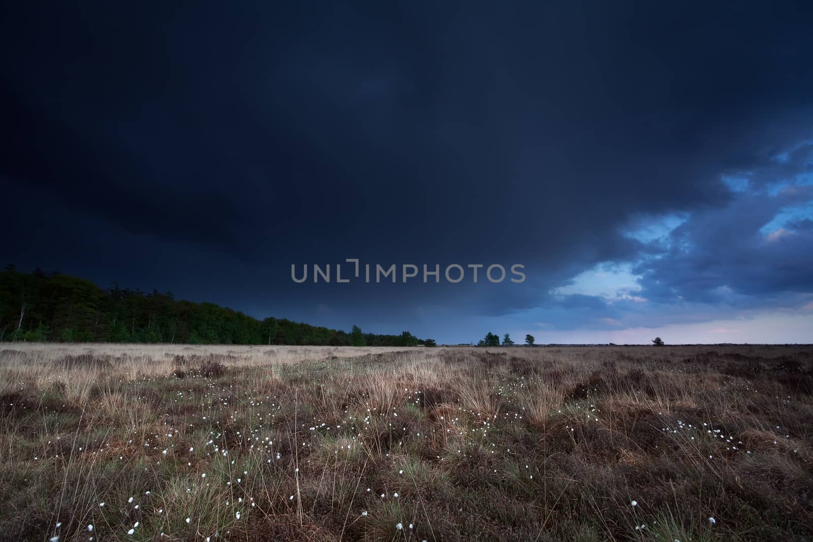 dark stormy sky over marsh with cotton grass, Drenthe, Netherlands