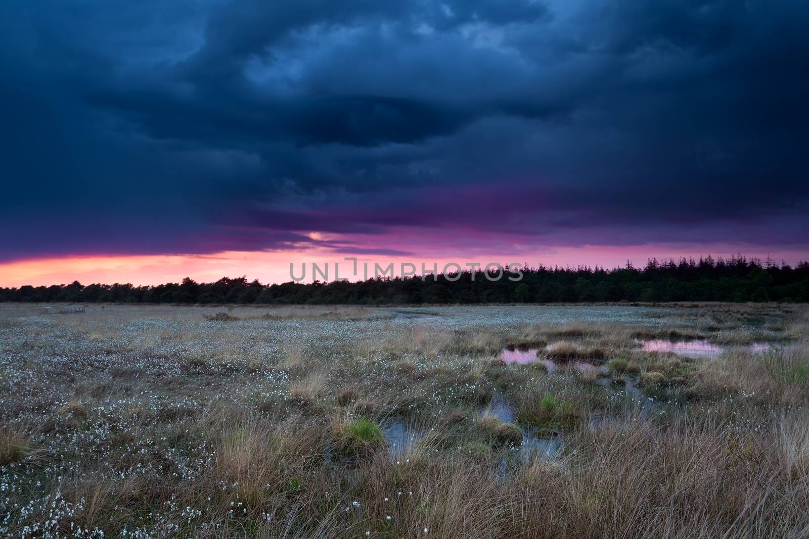 stormy sunset sky over swamp with cottongrass, Drenthe, Netherlands