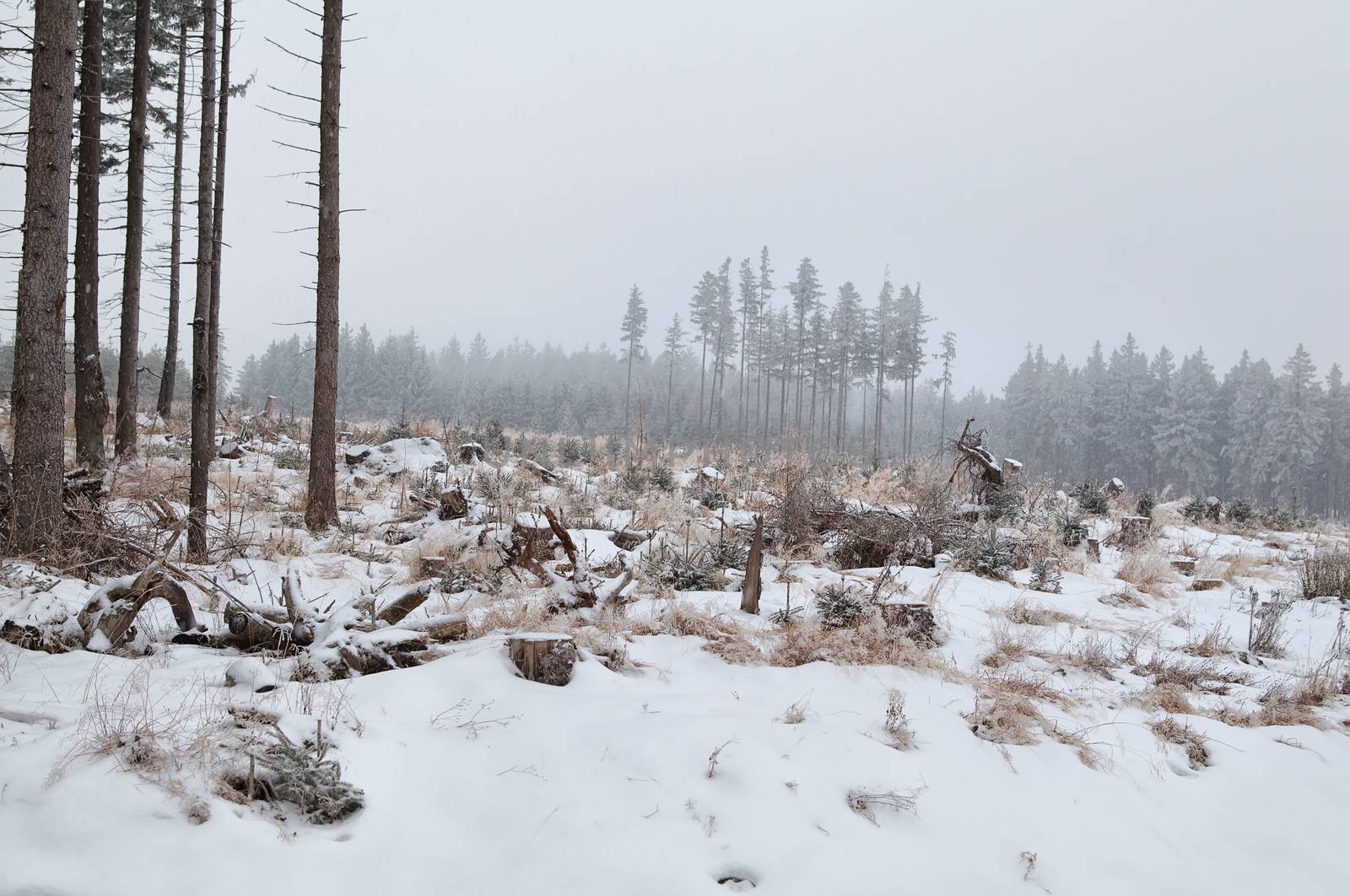 snowing over meadow in coniferous forest, Harz mountains, Germany