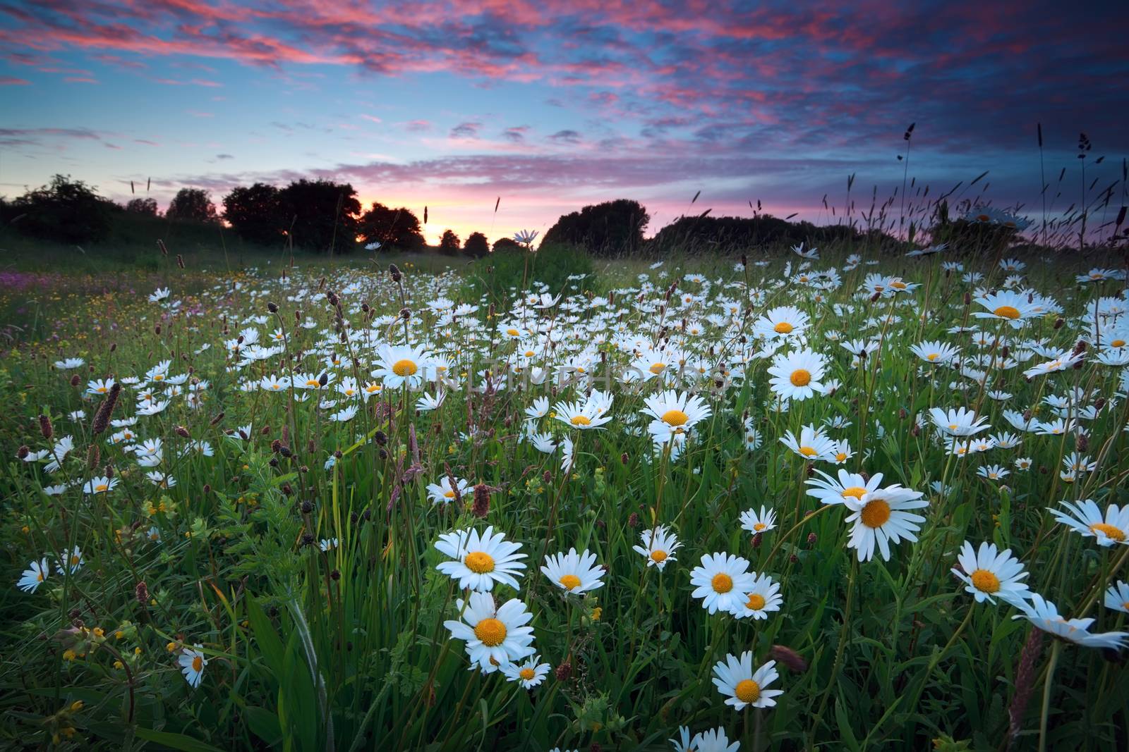 many chamomile flowers at sunset by catolla