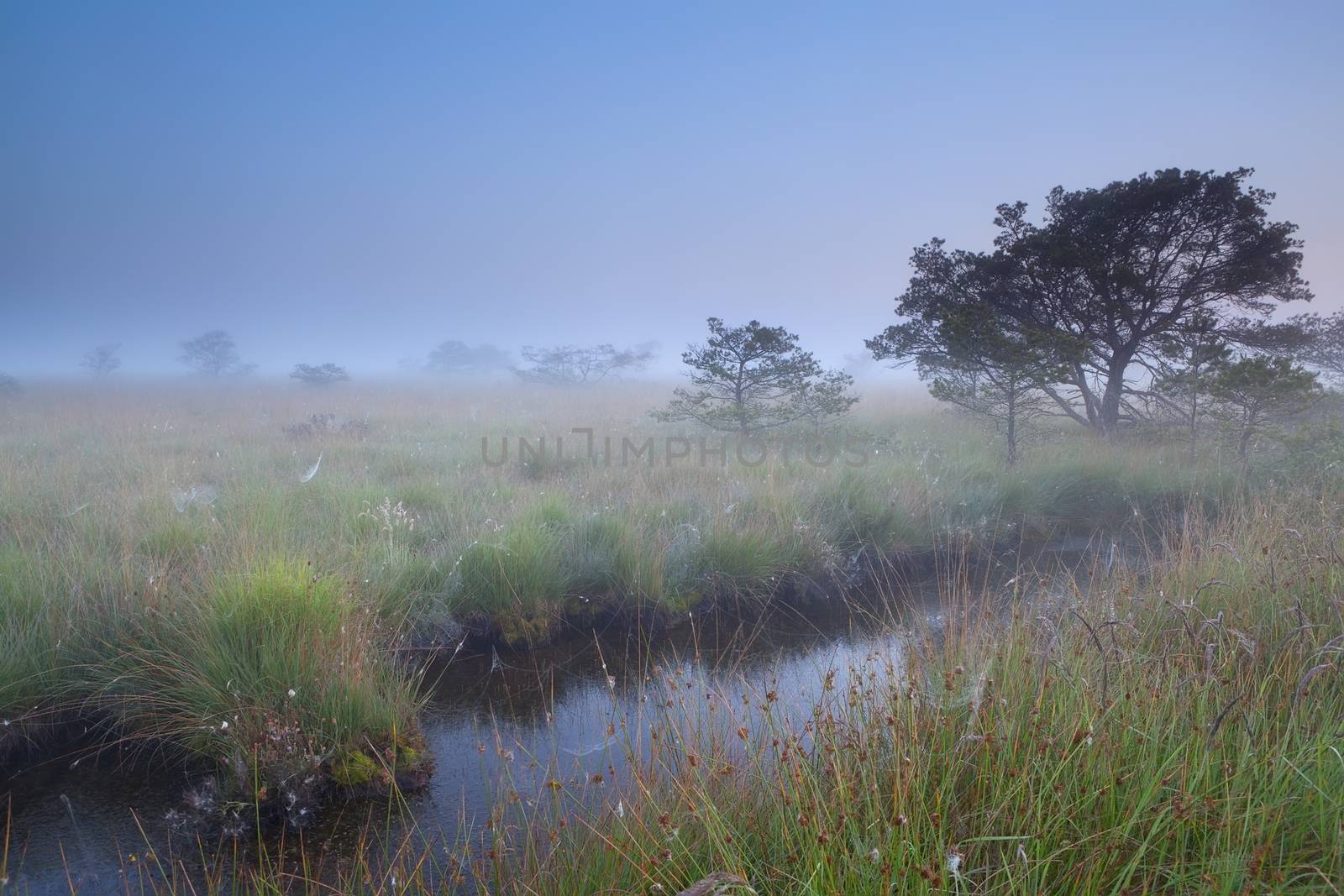 misty summer morning on swamp by catolla