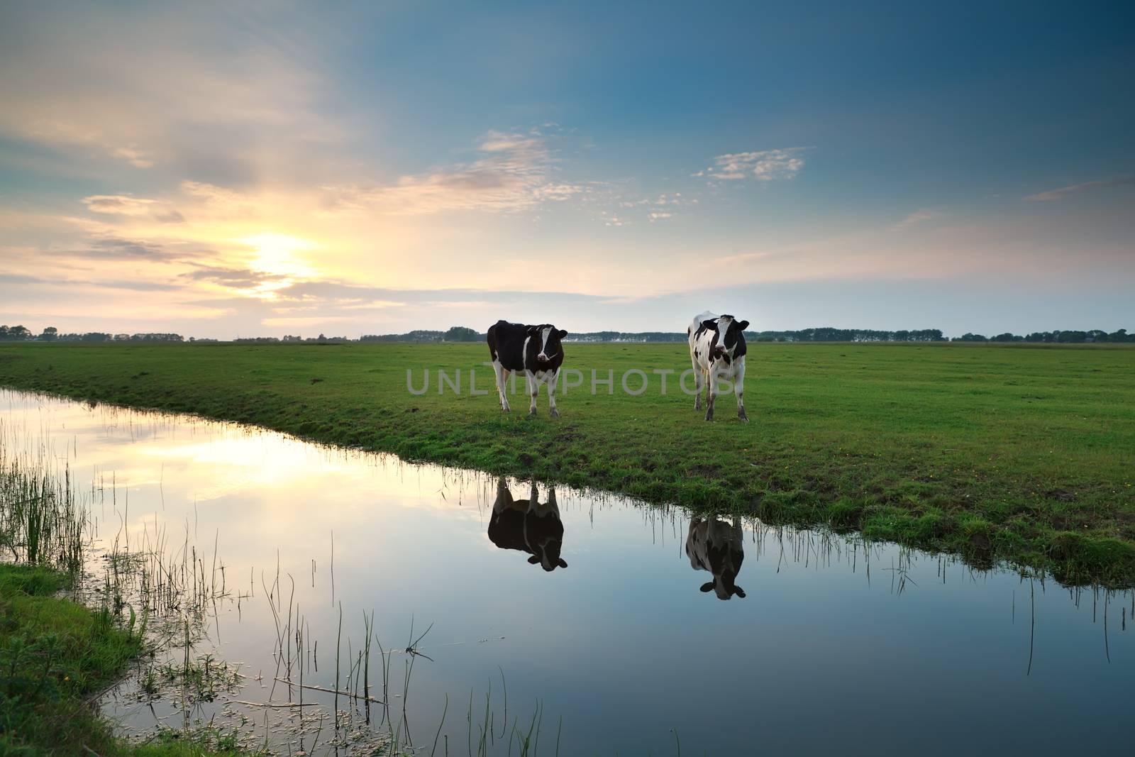 cows on pasture by river at sunset by catolla