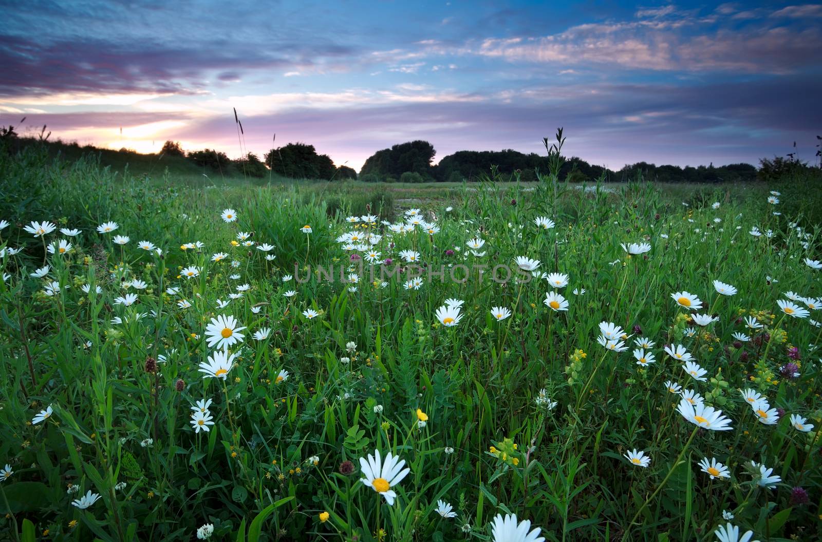 white chamomile flowers on summer meadows at sunset
