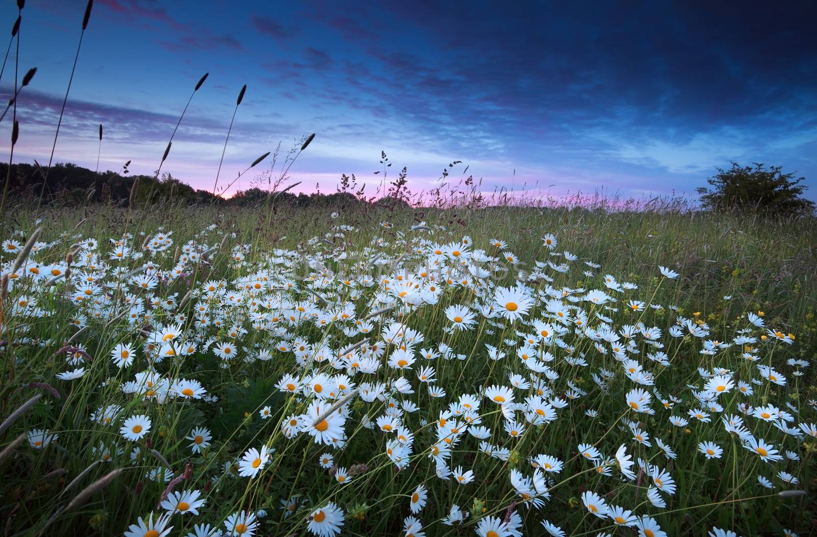 many white chamomile flowers at sunset by catolla