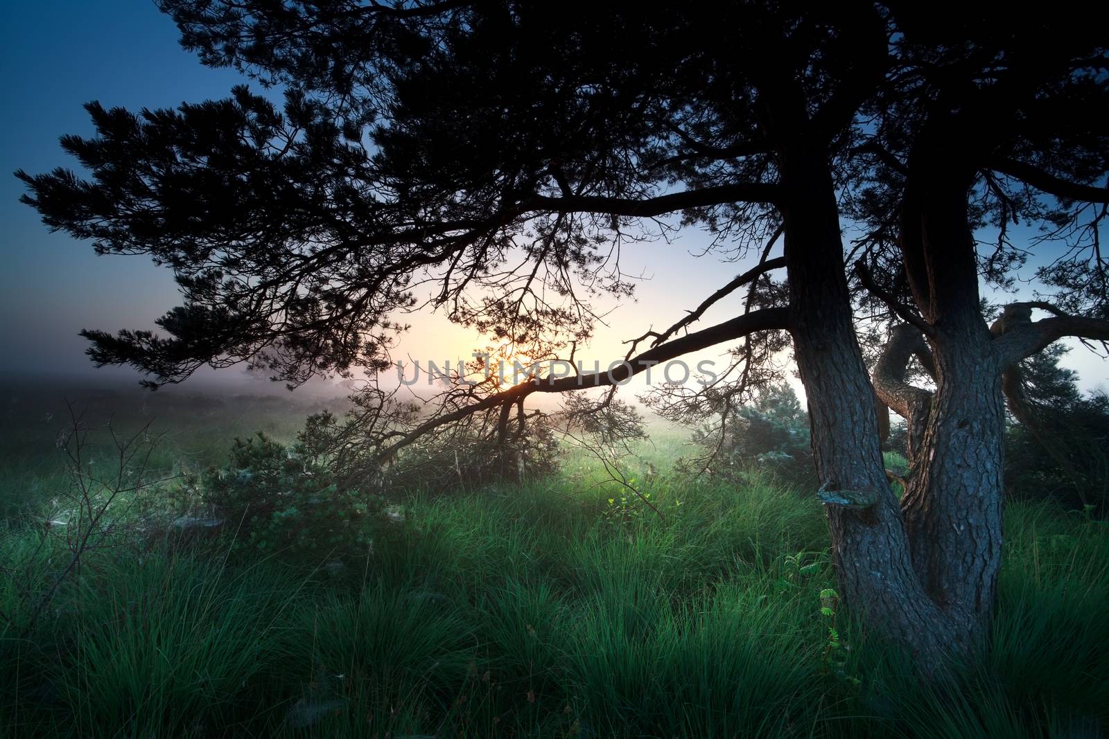sunrise over marsh through pine tree by catolla