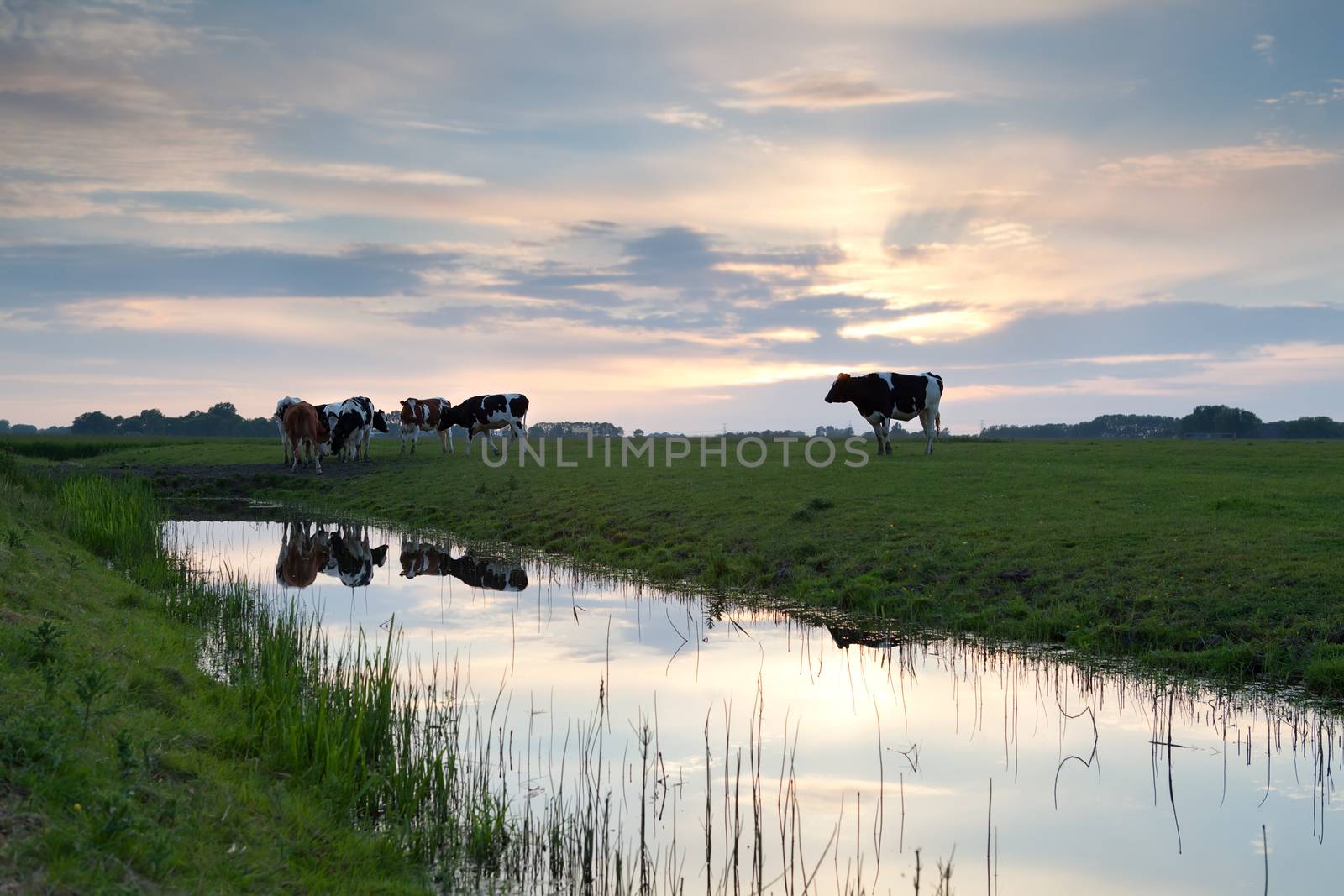 sunset over pasture with cows by river by catolla