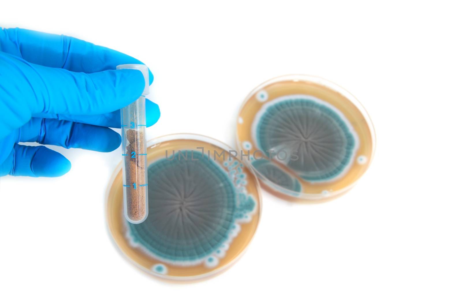 tube with chemicals and fungi on agar plate, white background