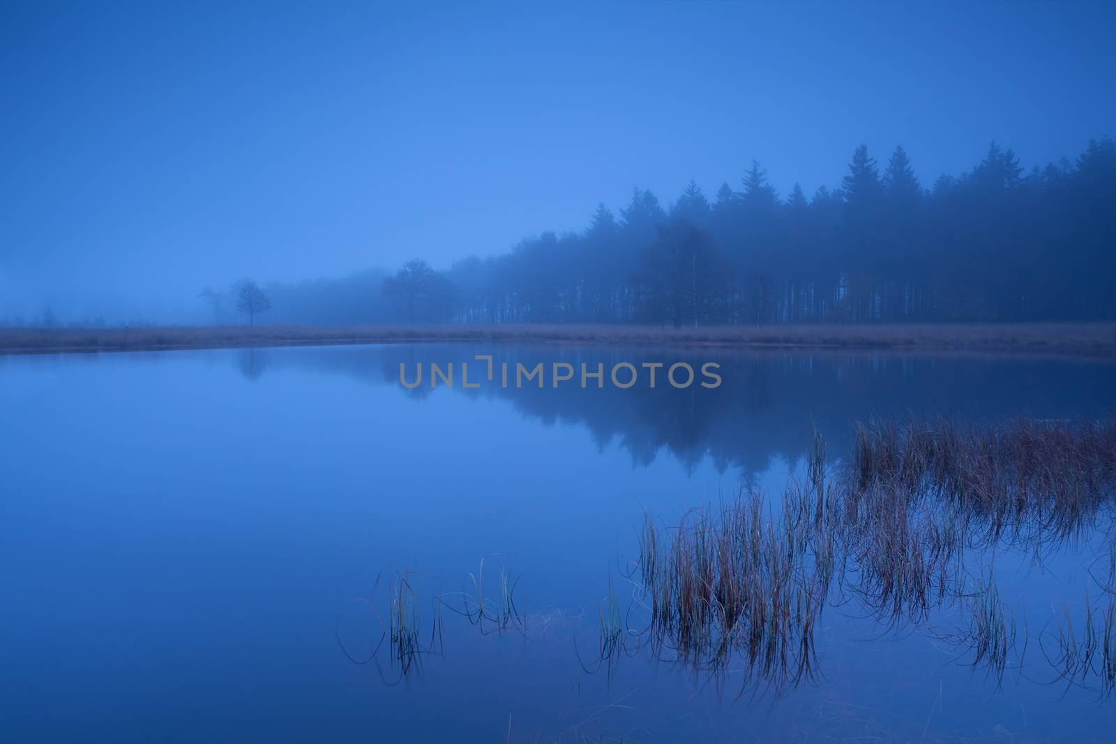 foggy dusk on lake in coniferous forest, Friesland, Netherlands