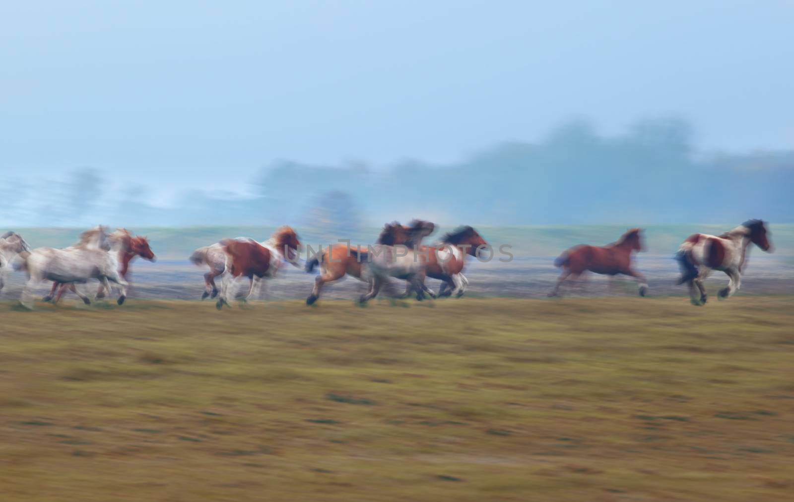 blurred motion of many galloping  horses outdoors