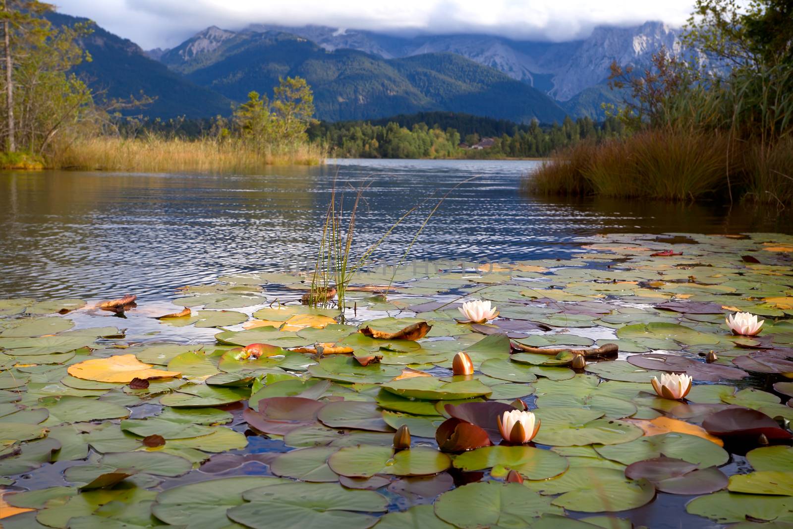 water lily flowers on Barmsee lake, Bavaria, Germany