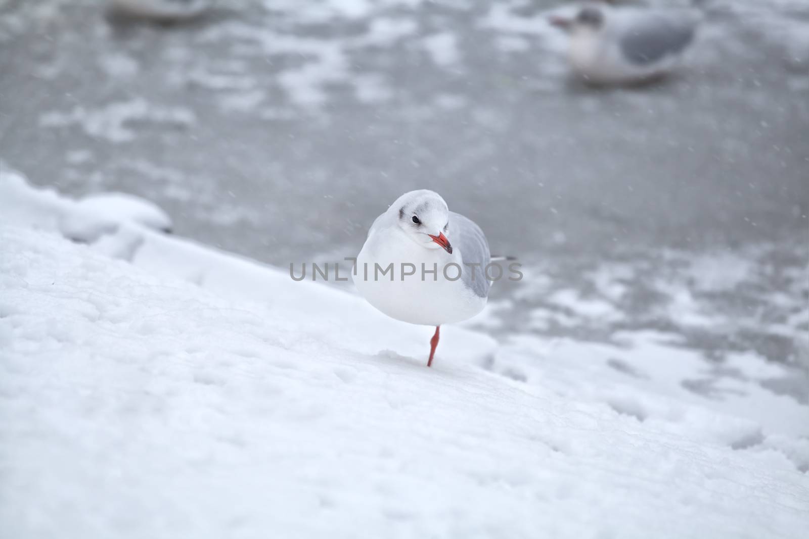 white seagull on snow during snowstorm, winter in Netherlands