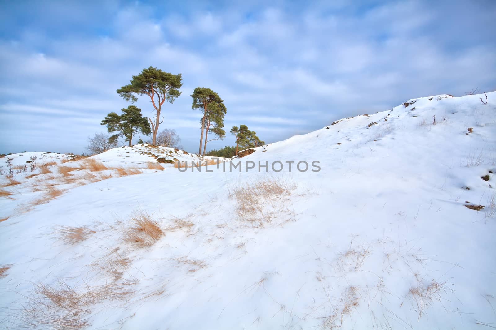 pine trees on snow hill by catolla