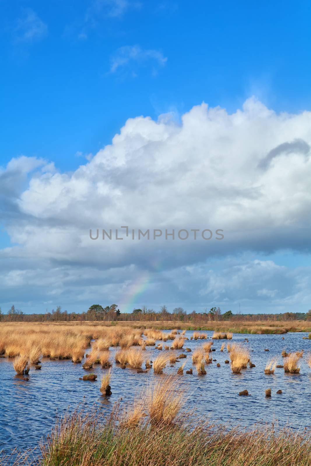 rainbow and blue sky over swamp by catolla