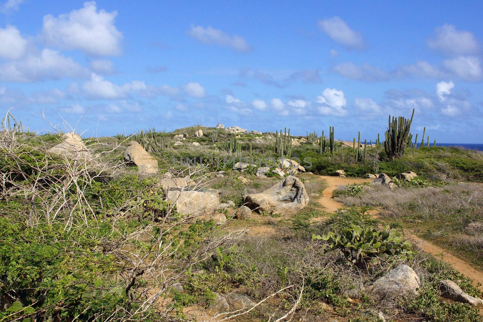Typical landscape of Aruba, ABC Islands, Caribbean