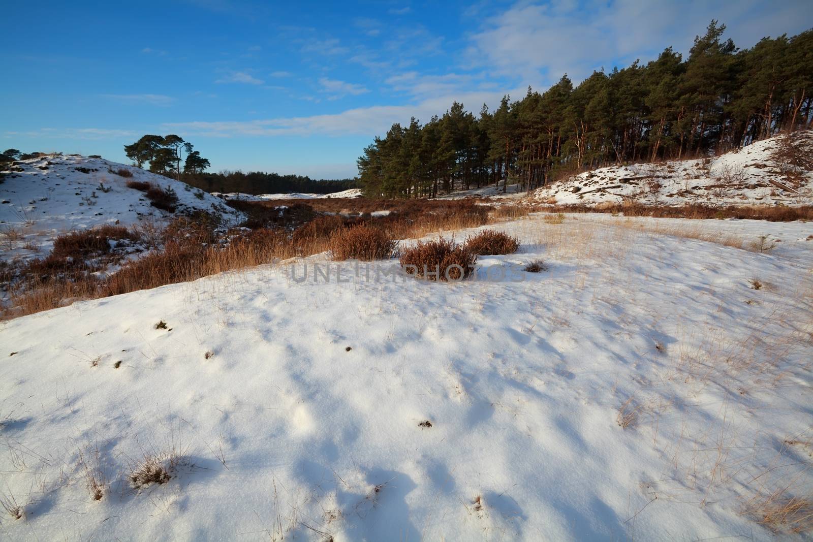 dunes and meadow in snow by coniferous forest, Gelderland, Netherlands