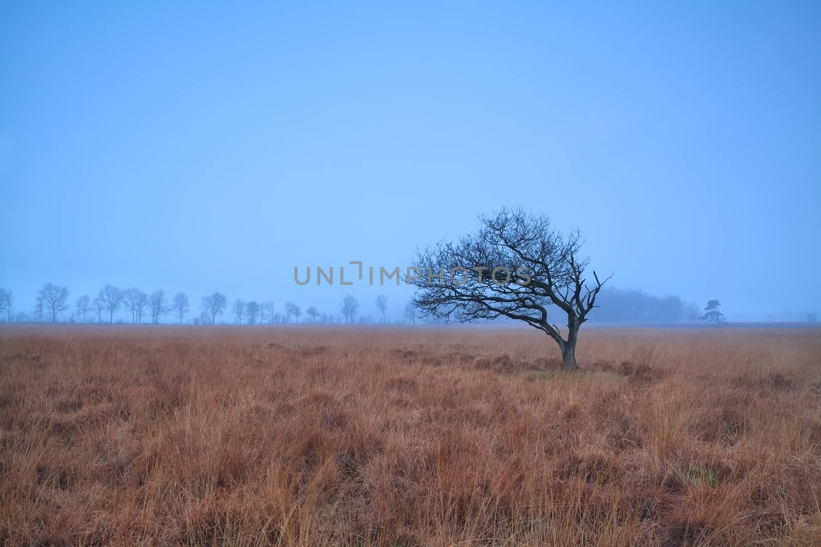 alone tree on misty marsh by catolla