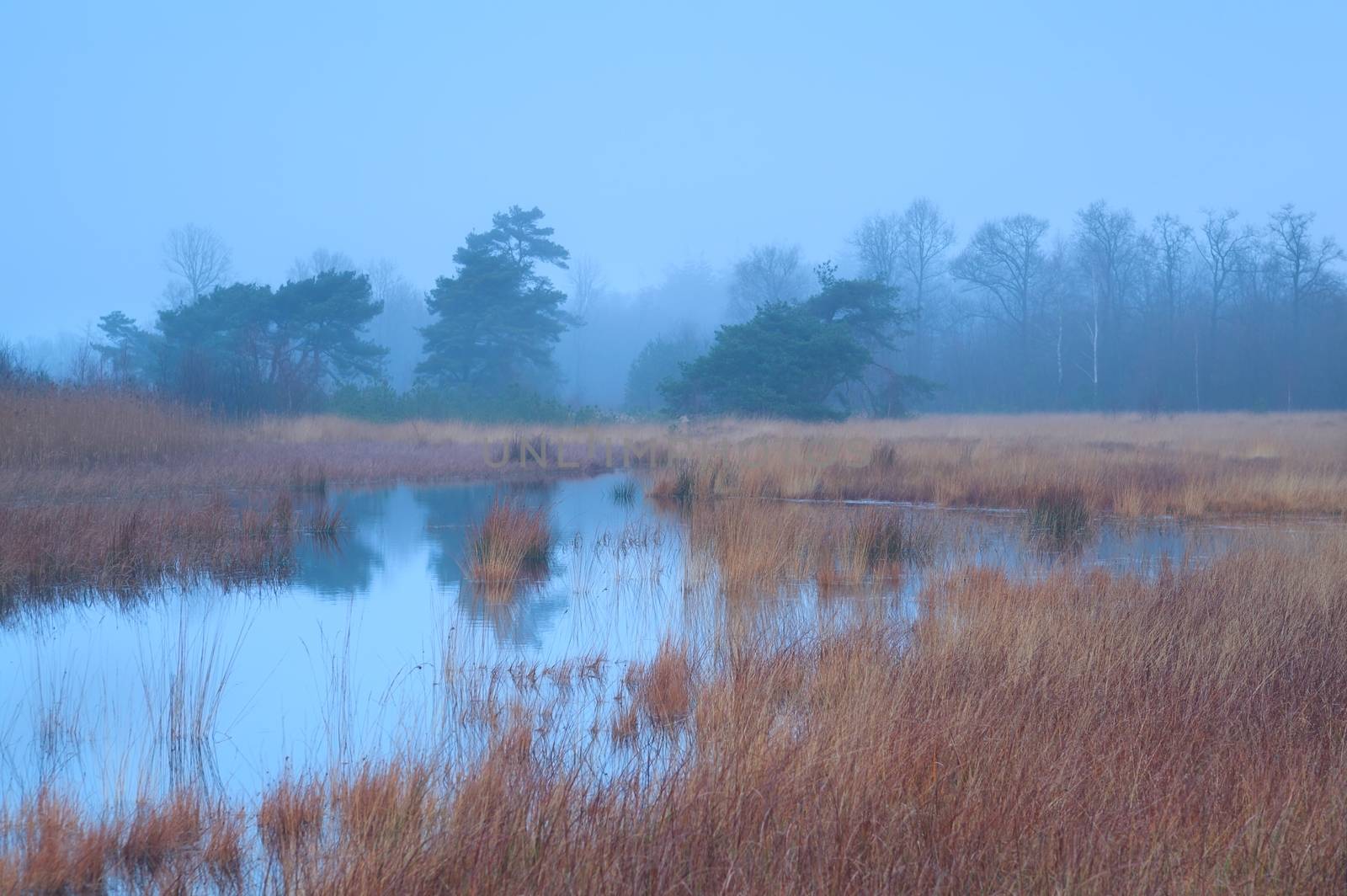 autumn fog over swamp, Mandefijld, Friesland, Netherlands