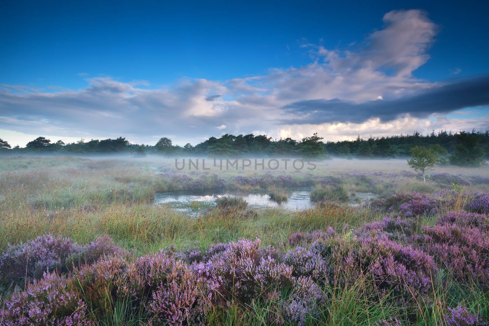 heather flowers in misty morning by catolla