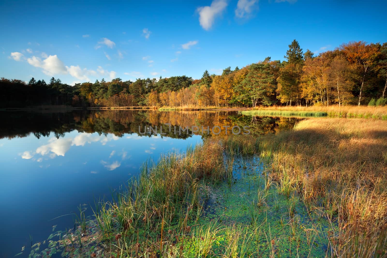 little lake in autumn forest, Roden, Drenthe, Netherlands