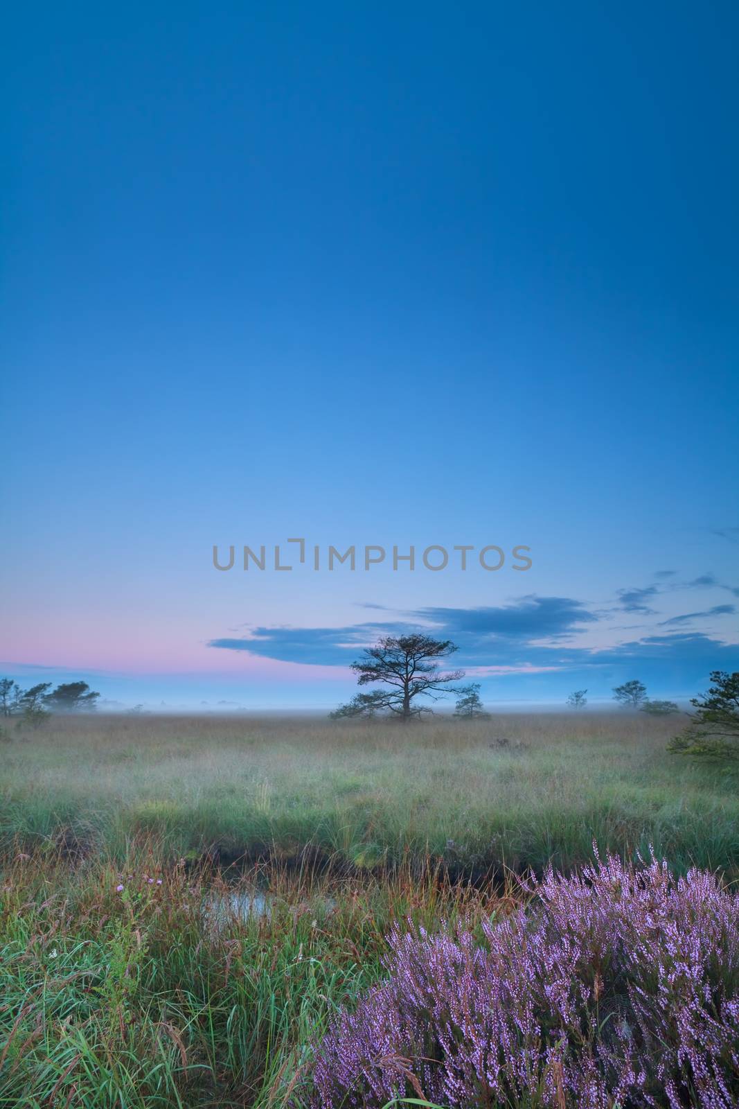 heather on marsh at sunrise by catolla
