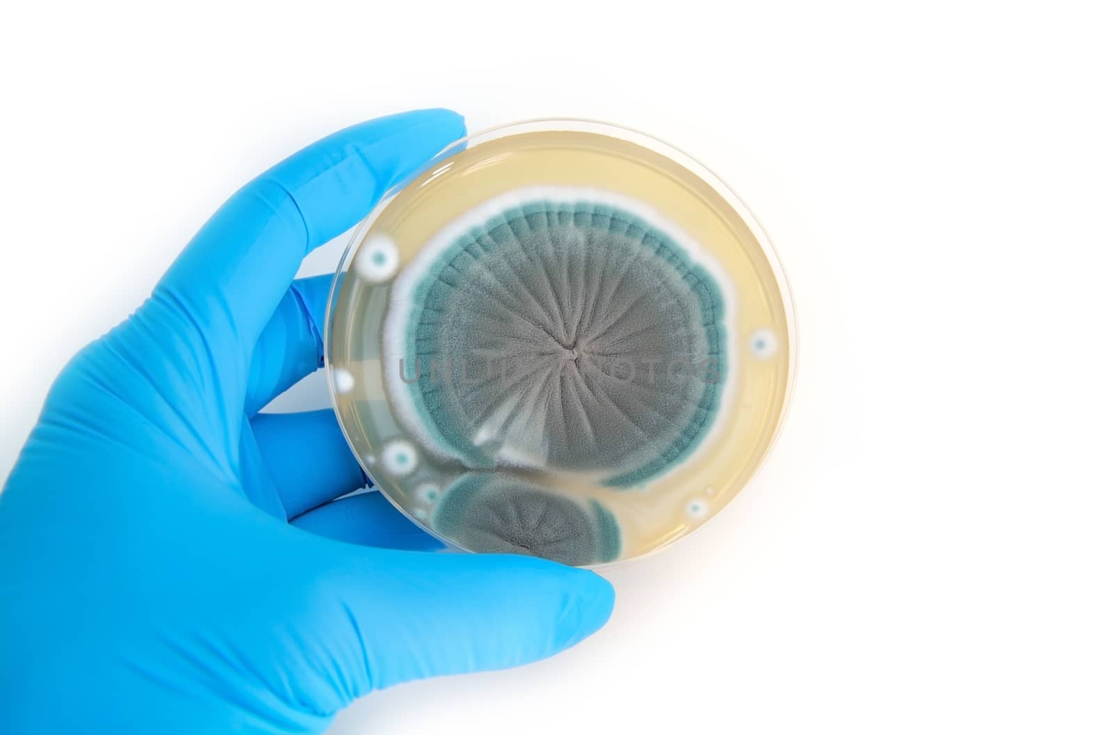 fungi on Petri dish over white in laboratory