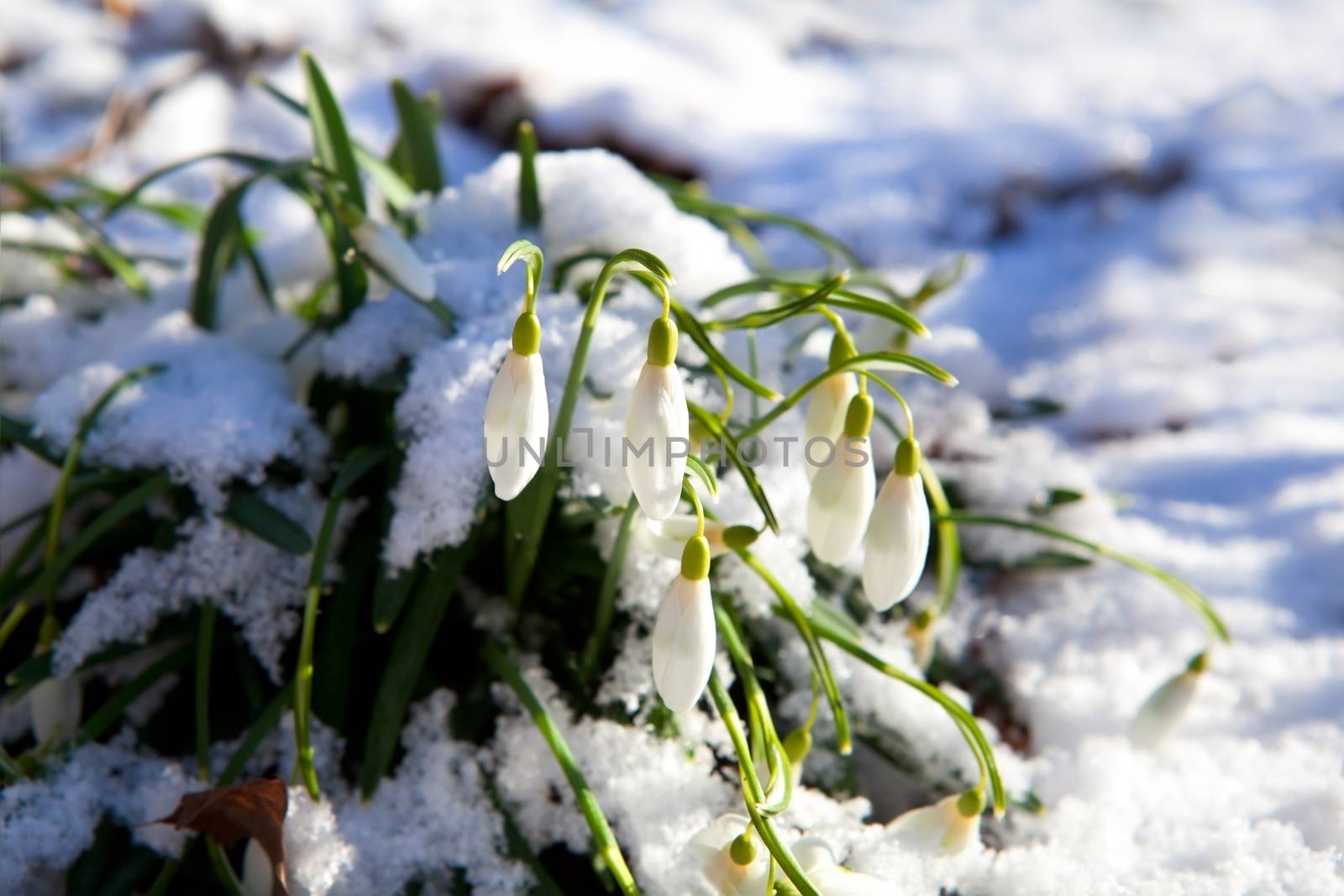 snowdrop flowers on snow by catolla