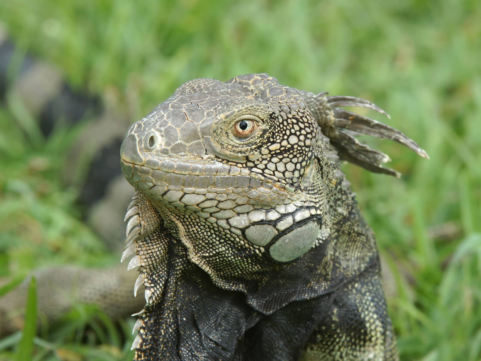 Green Iguana, typical animal of Aruba, ABC Islands