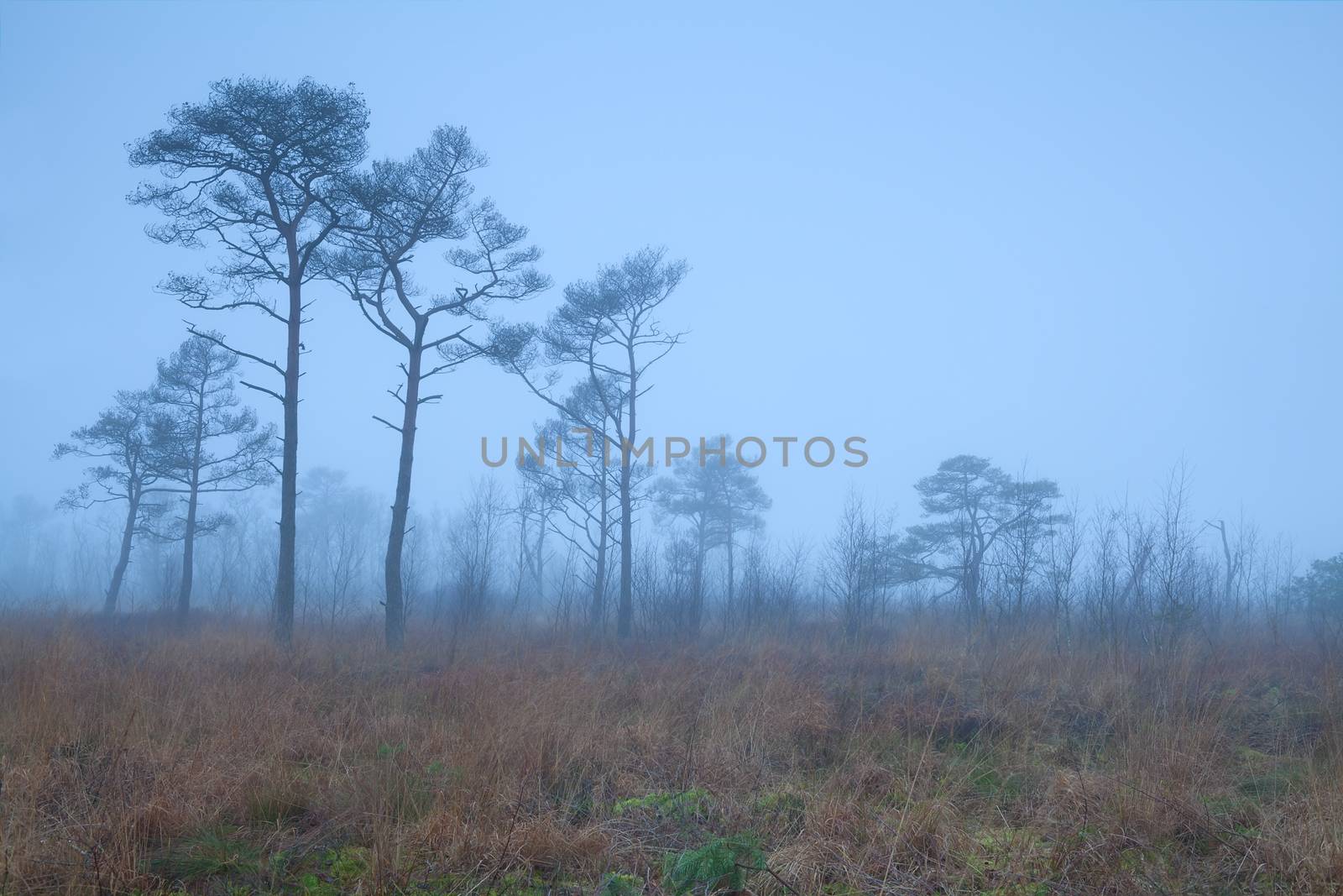 pine trees on marsh in fog by catolla
