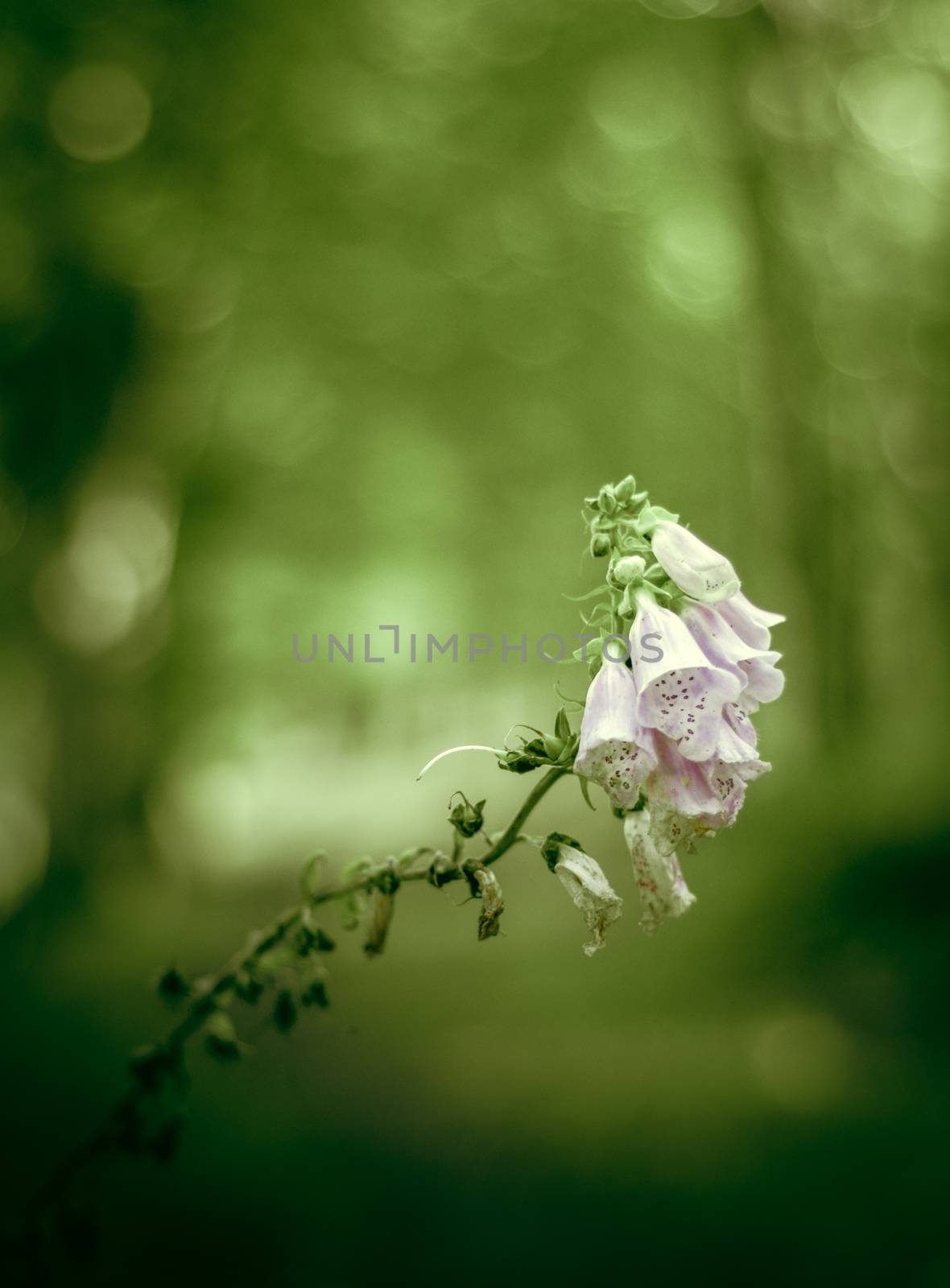 Retro Styled Nature Photo Of Bluebell Flower OnWoodland Path