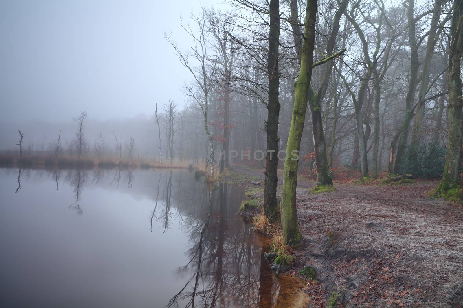 lake in forest and dense fog, Appelbergen, Drenthe, Netherlands