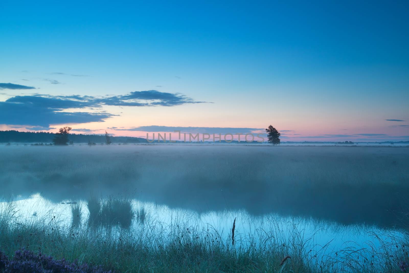 summer misty morning on bog, Fochteloerveen, Drenthe, Netherlands