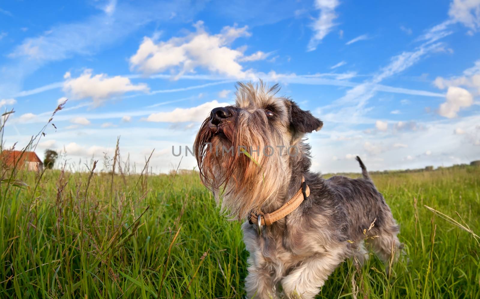cute miniature schnauzer on green grass over blue sky by catolla