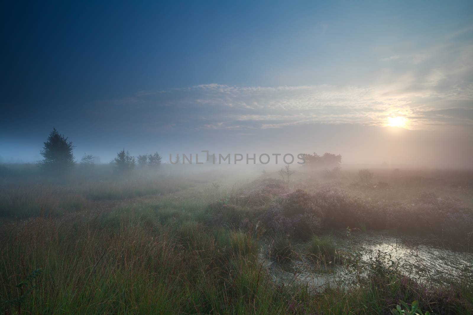 sunrise in denfe fog over swamp by catolla