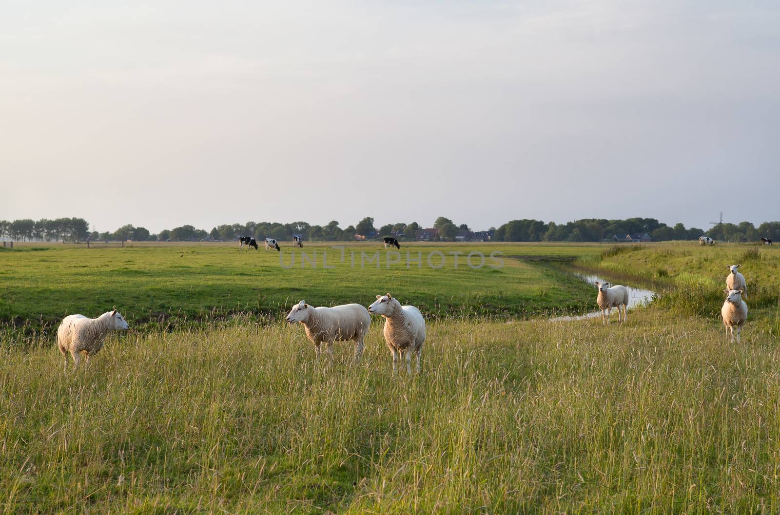 sheep on green pasture in sunset sunlight