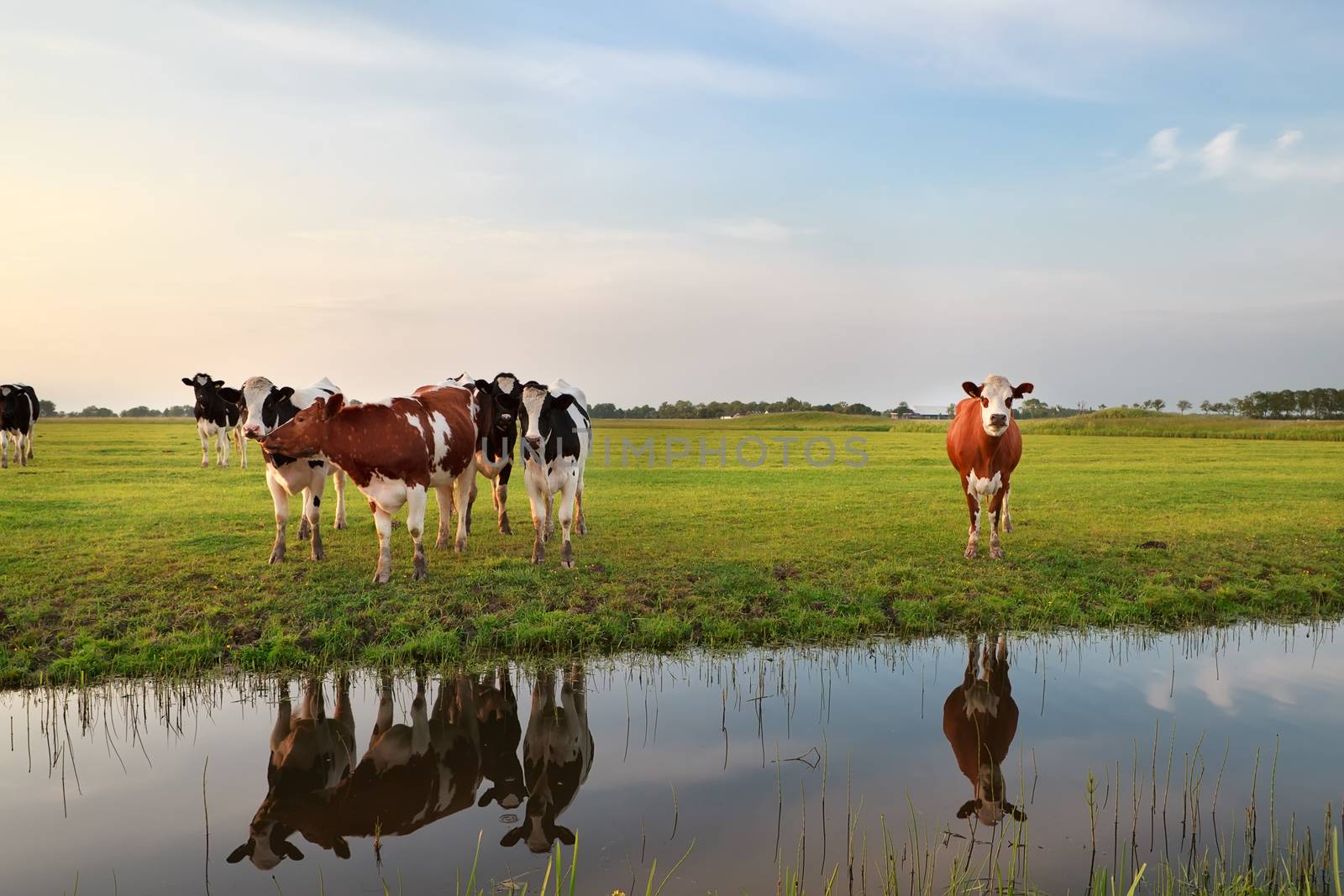 few cows by river in sunset sunlight, Holland