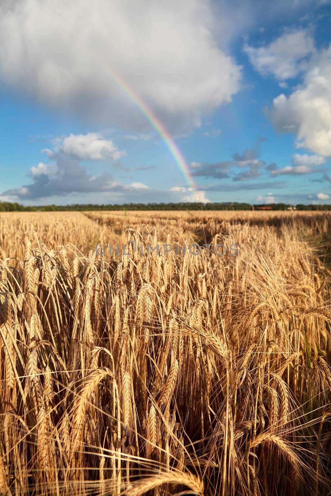 rainbow on blue sky over wheat field by catolla