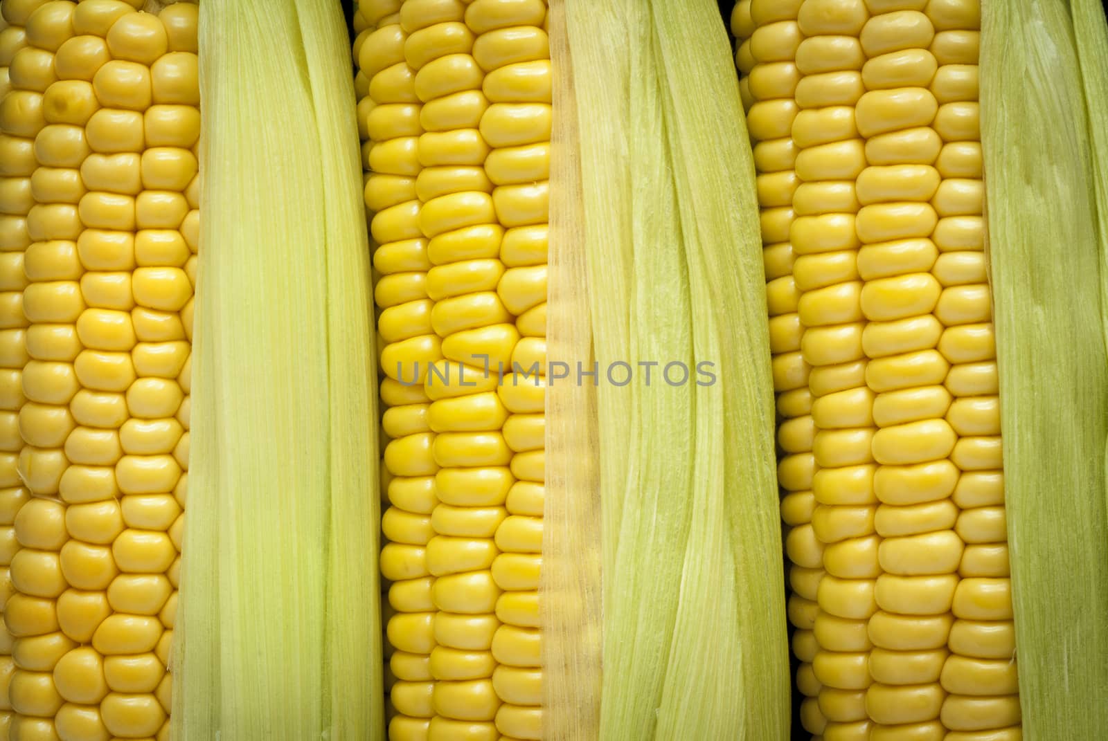 Closeup image of golden corn on the cob with husks.