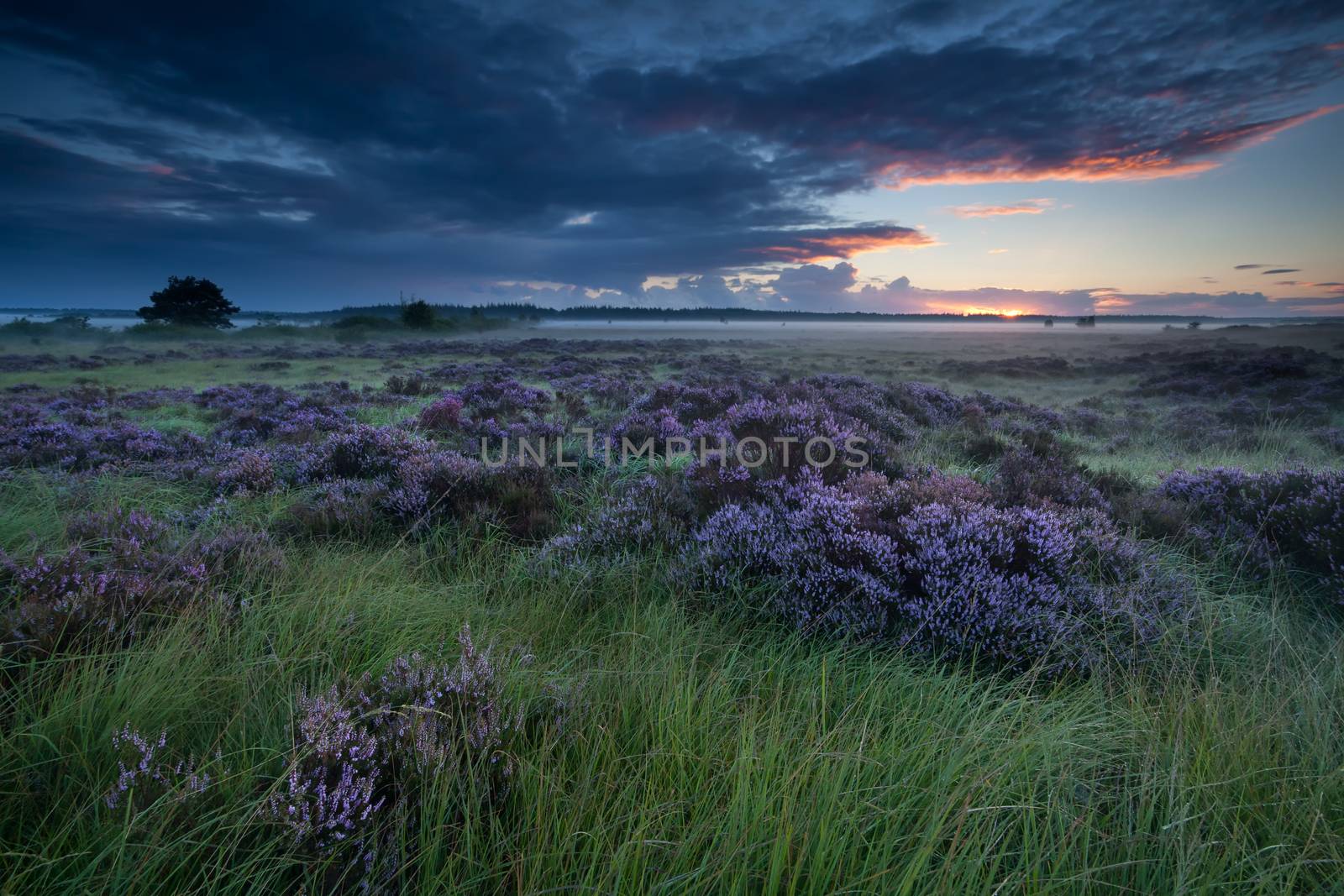 beautiful flowering heather at sunrise by catolla