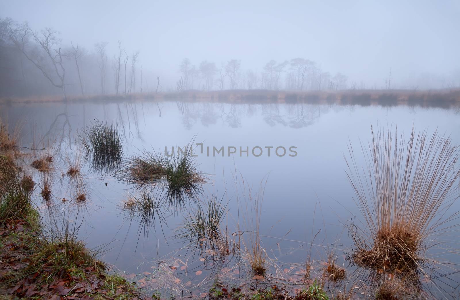 wild little lake in forest covered with dense fog, Appelbergen, Drenthe, Netherlands