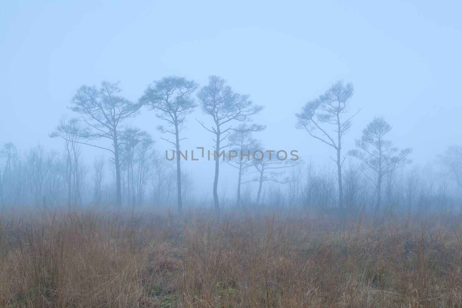 coniferous forest on swamp in fog, Drenthe, Netherlands