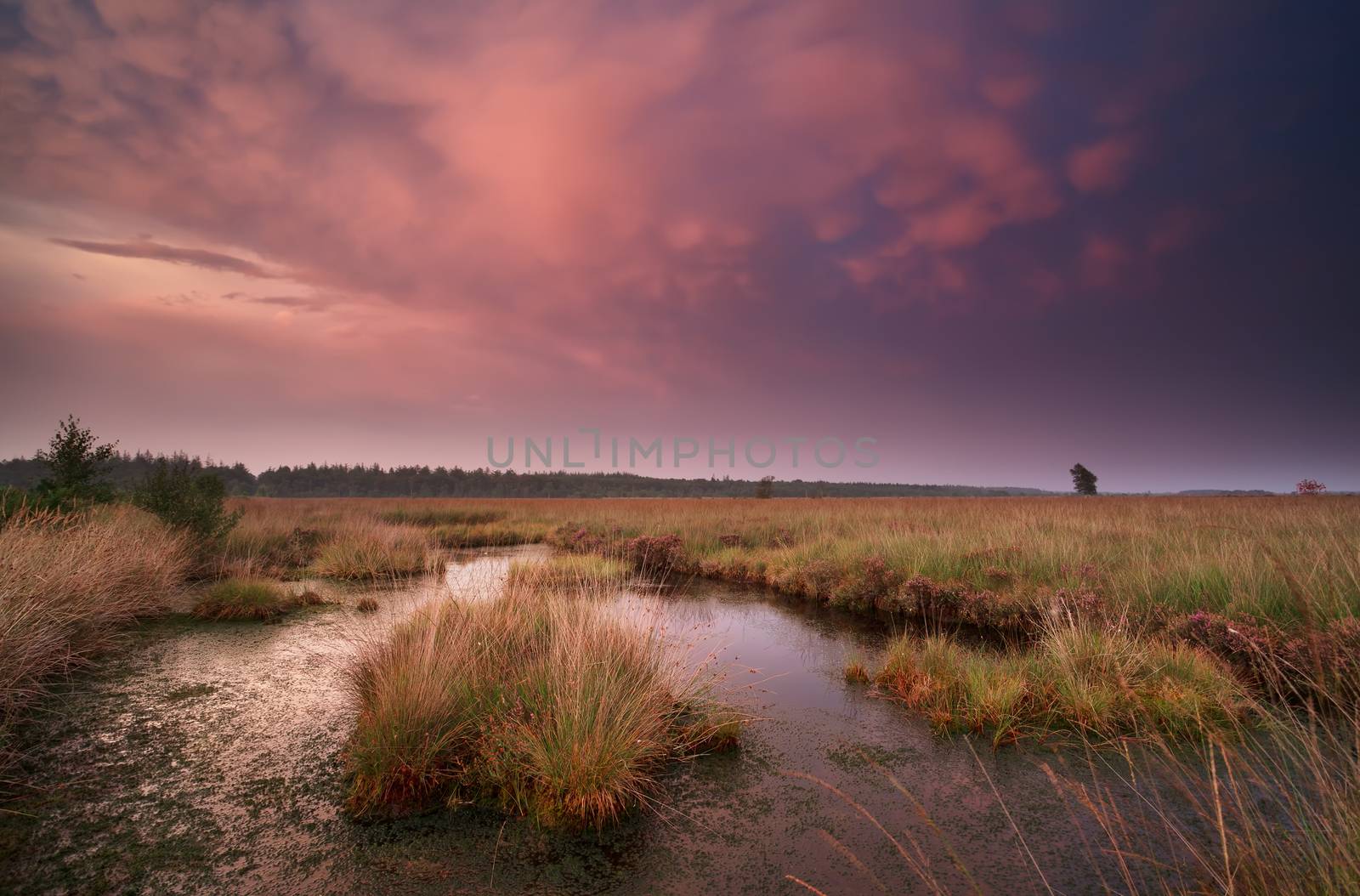 mammatus clouds over swamp at sunset, Drenthe, Netherlands