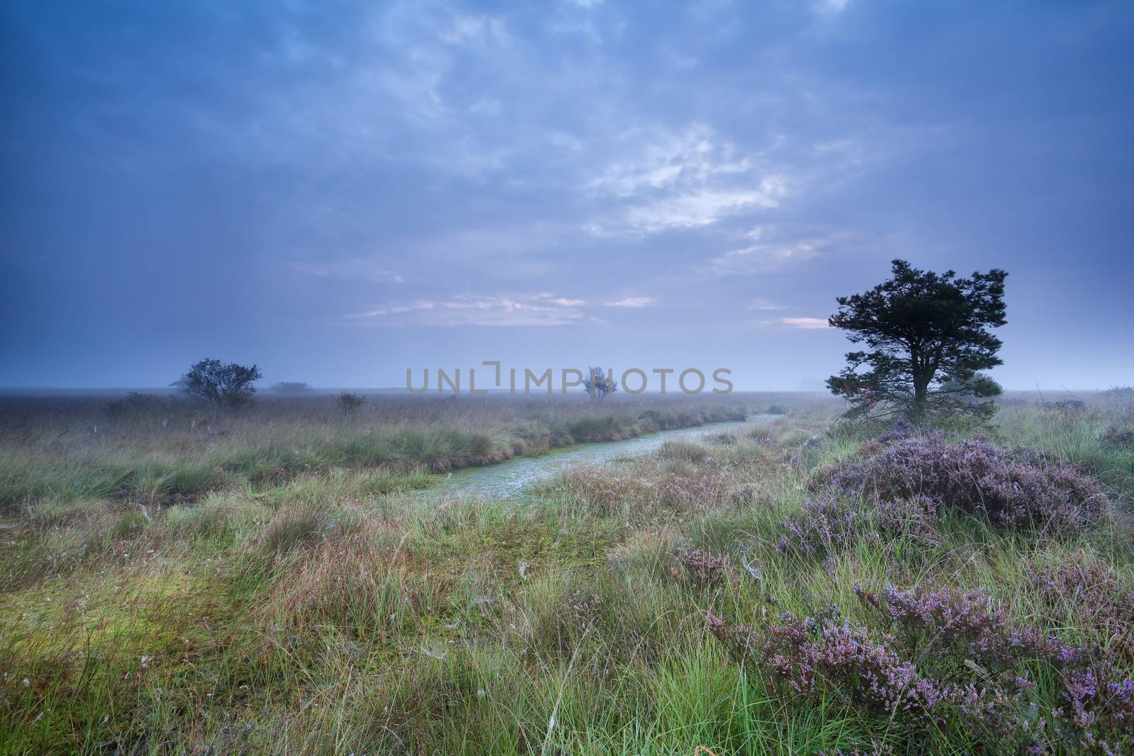 dusk over swamp with flowering heather by catolla